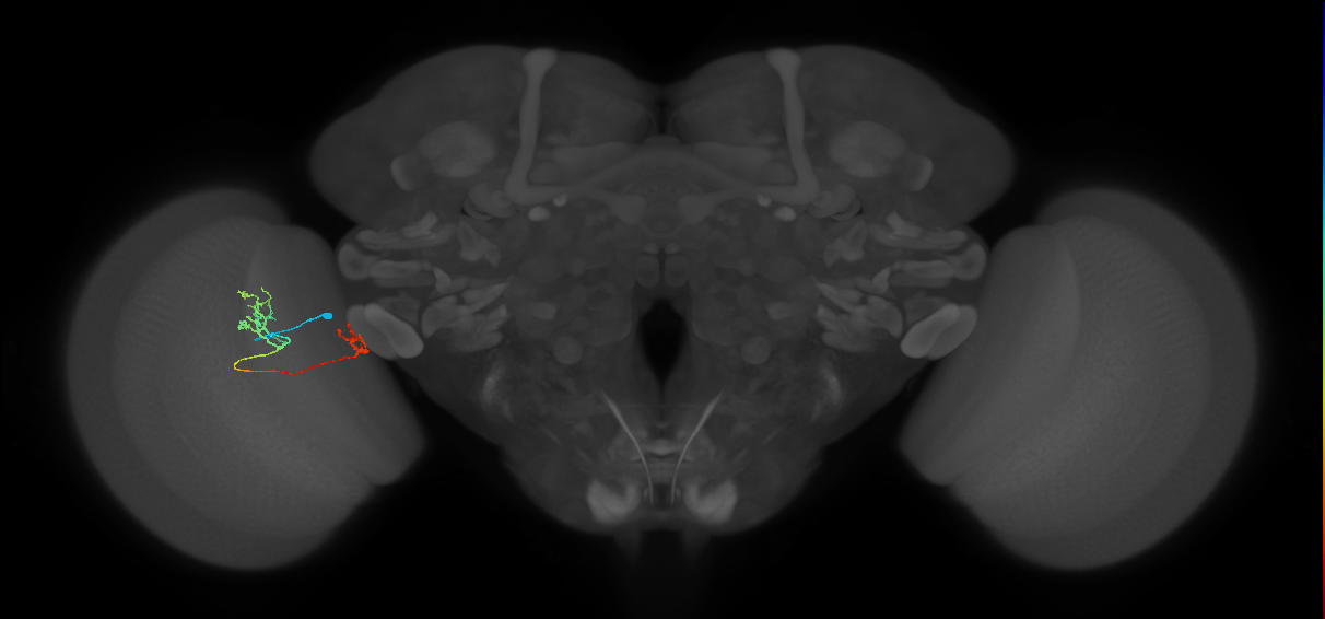 Tm33_L (MaleCNS:516394)
