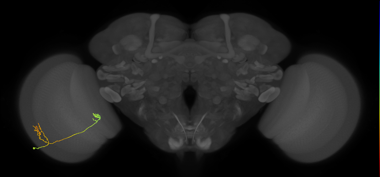 Tm33_L (MaleCNS:62898)