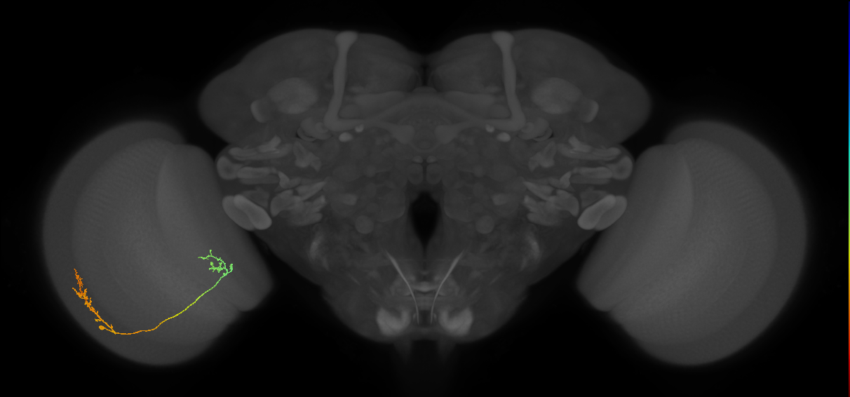 Tm33_L (MaleCNS:535362)