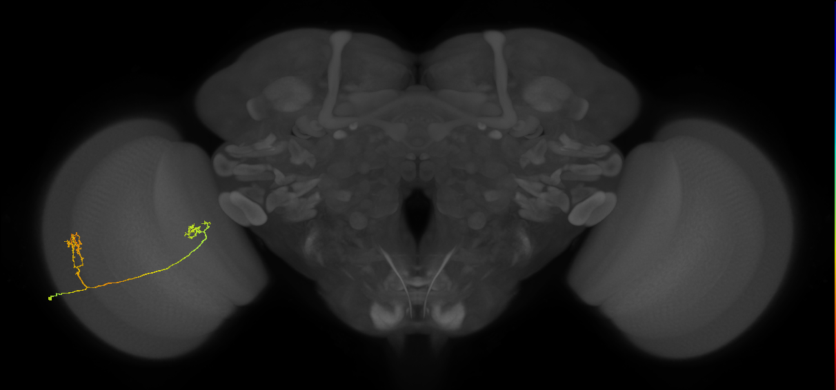 Tm33_L (MaleCNS:542268)