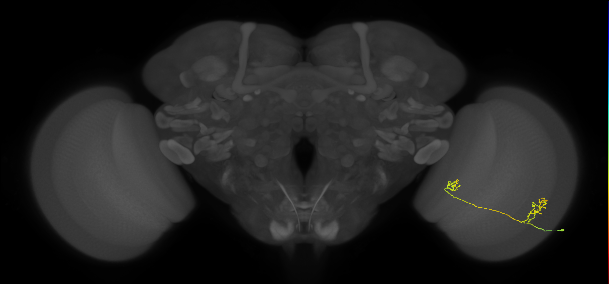 Tm33_R (MaleCNS:68456)