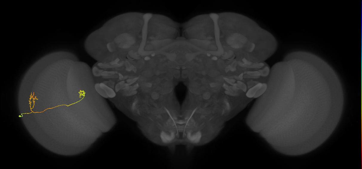 Tm33_L (MaleCNS:531535)