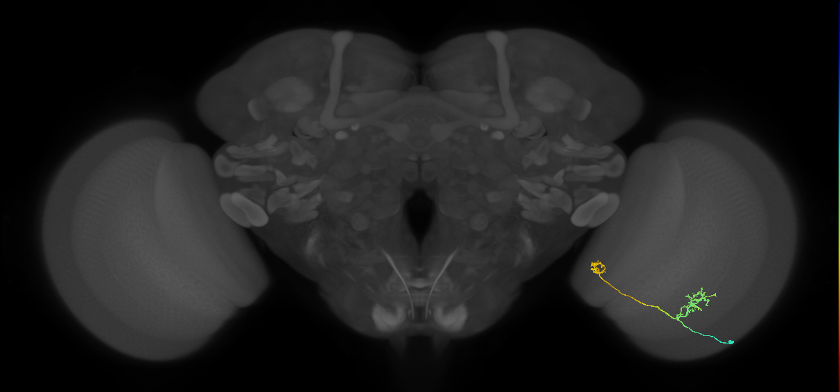Tm33_R (MaleCNS:69519)