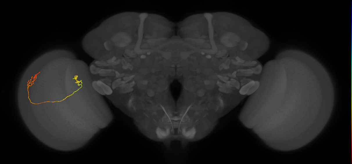 Tm33_L (MaleCNS:530551)