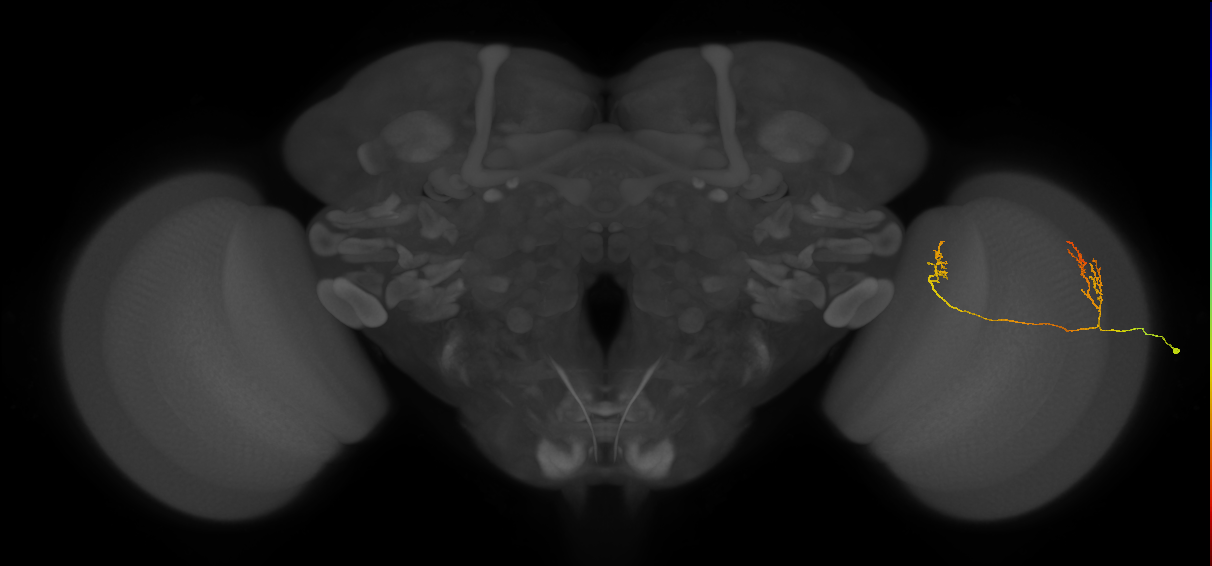 Tm33_R (MaleCNS:82555)