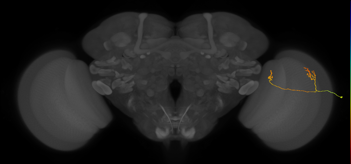 Tm33_R (MaleCNS:77541)