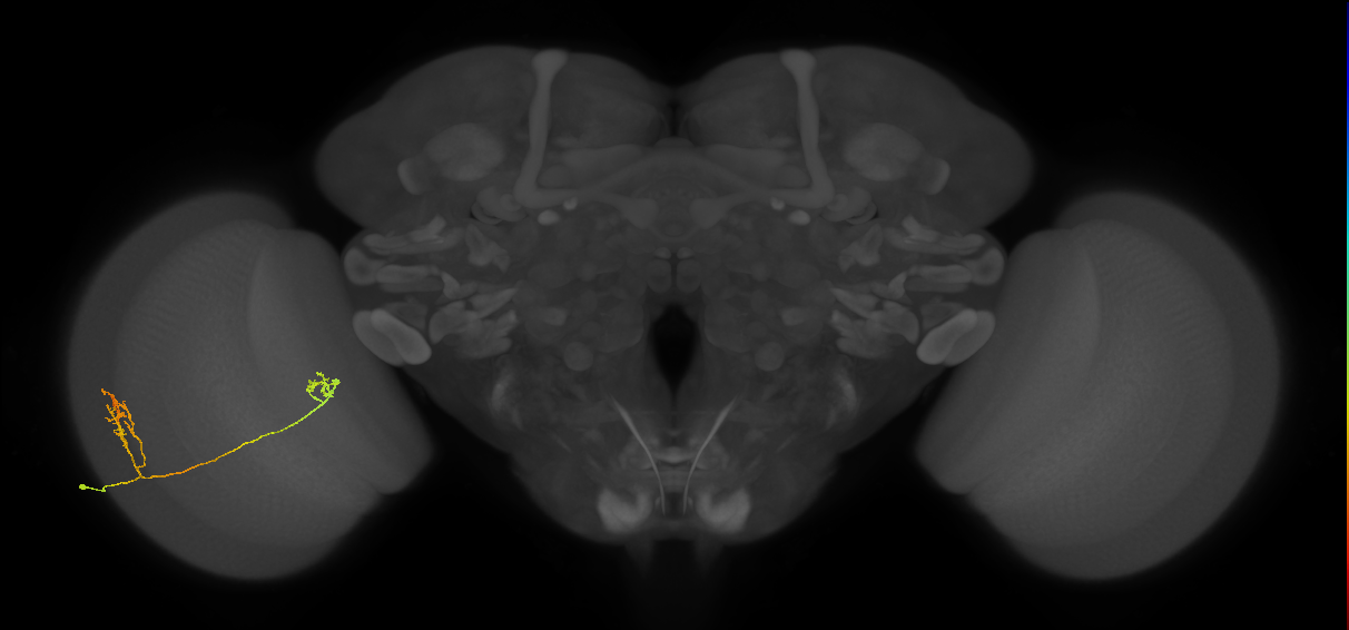 Tm33_L (MaleCNS:32417)