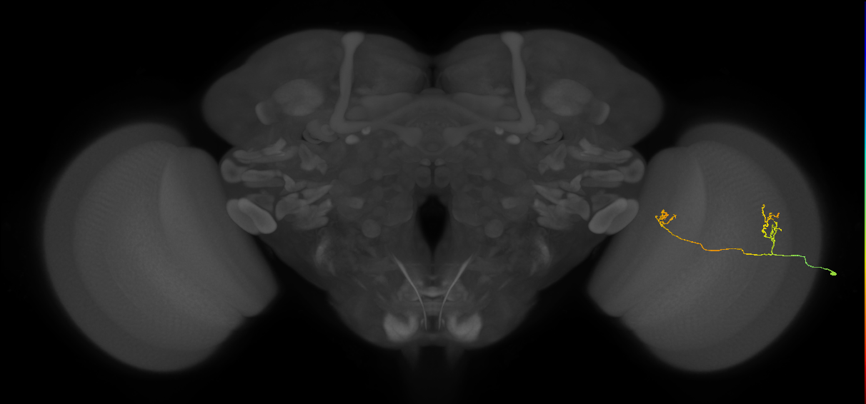 Tm33_R (MaleCNS:148612)