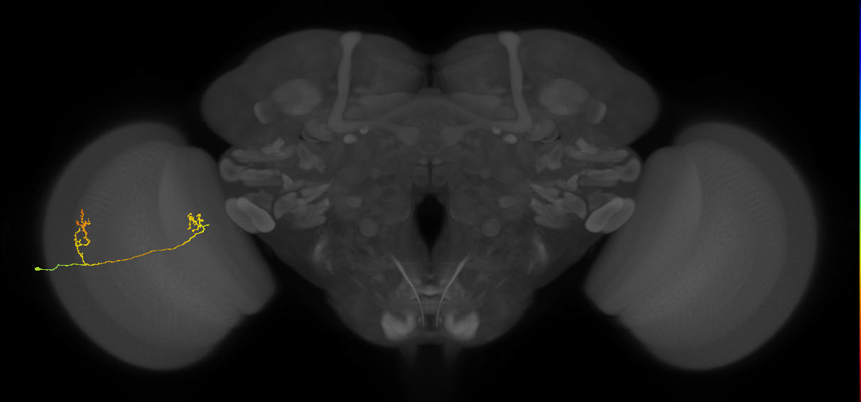 Tm33_L (MaleCNS:139156)