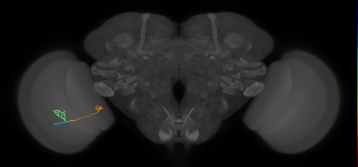 Tm33_L (MaleCNS:550337)