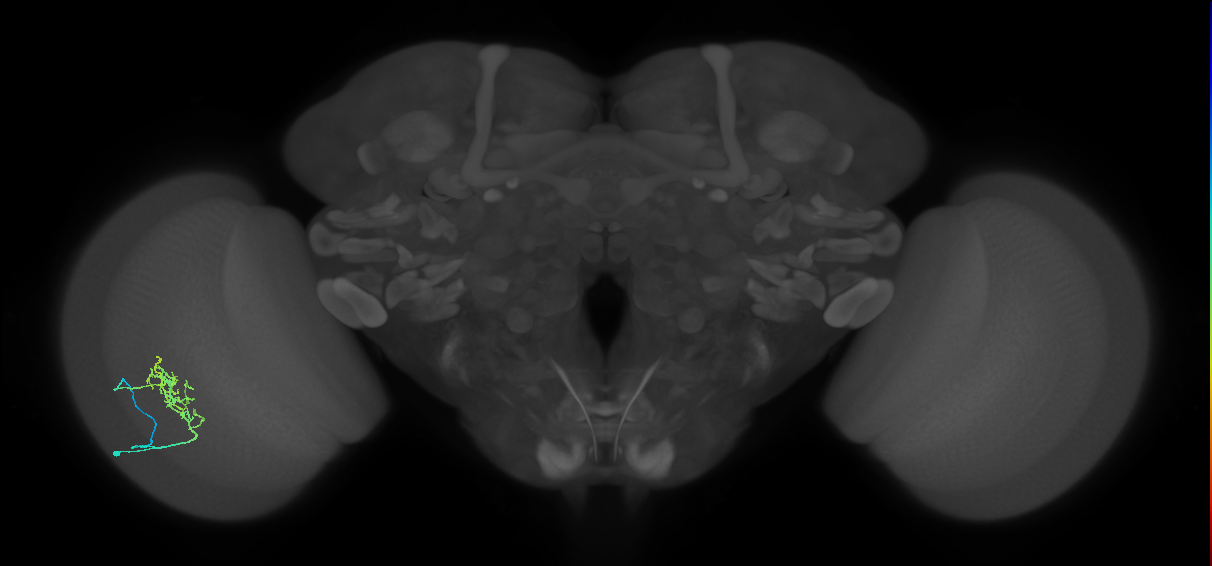 Tm33_L (MaleCNS:167410)