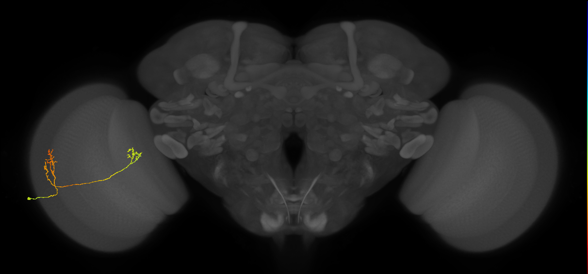 Tm33_L (MaleCNS:531332)