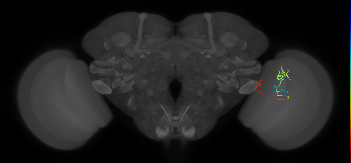 Tm33_R (MaleCNS:82621)