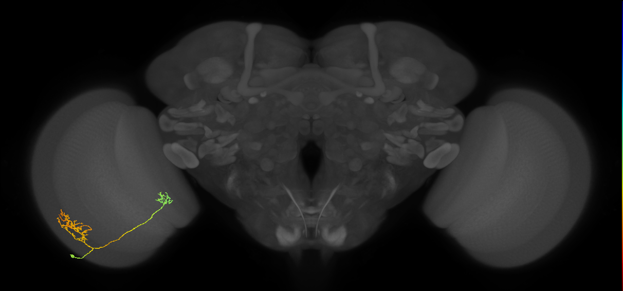Tm33_L (MaleCNS:156932)