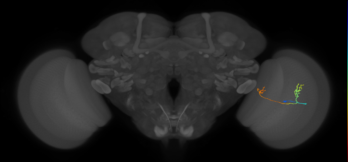 Tm33_R (MaleCNS:94325)