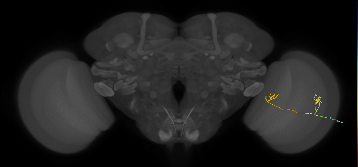 Tm33_R (MaleCNS:118788)
