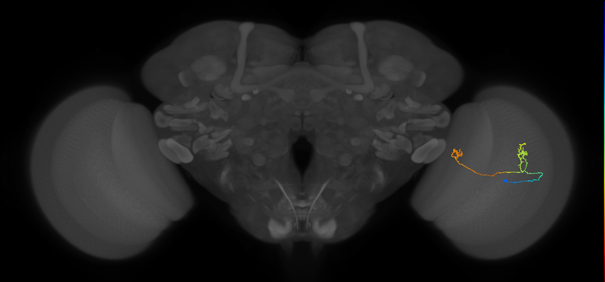 Tm33_R (MaleCNS:88821)