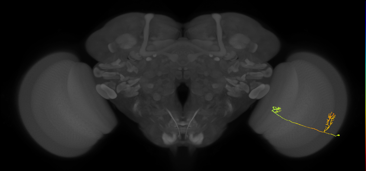 Tm33_R (MaleCNS:64283)