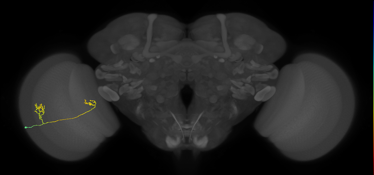 Tm33_L (MaleCNS:103438)
