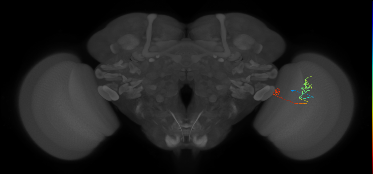 Tm33_R (MaleCNS:562295)
