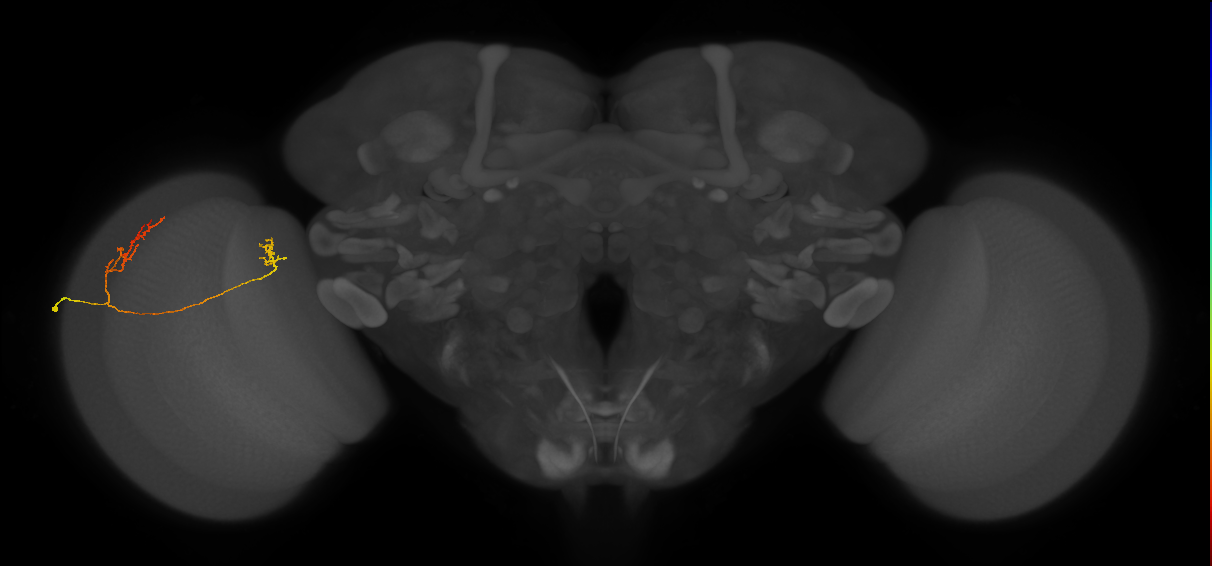 Tm33_L (MaleCNS:115760)