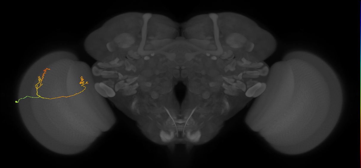 Tm33_L (MaleCNS:121260)