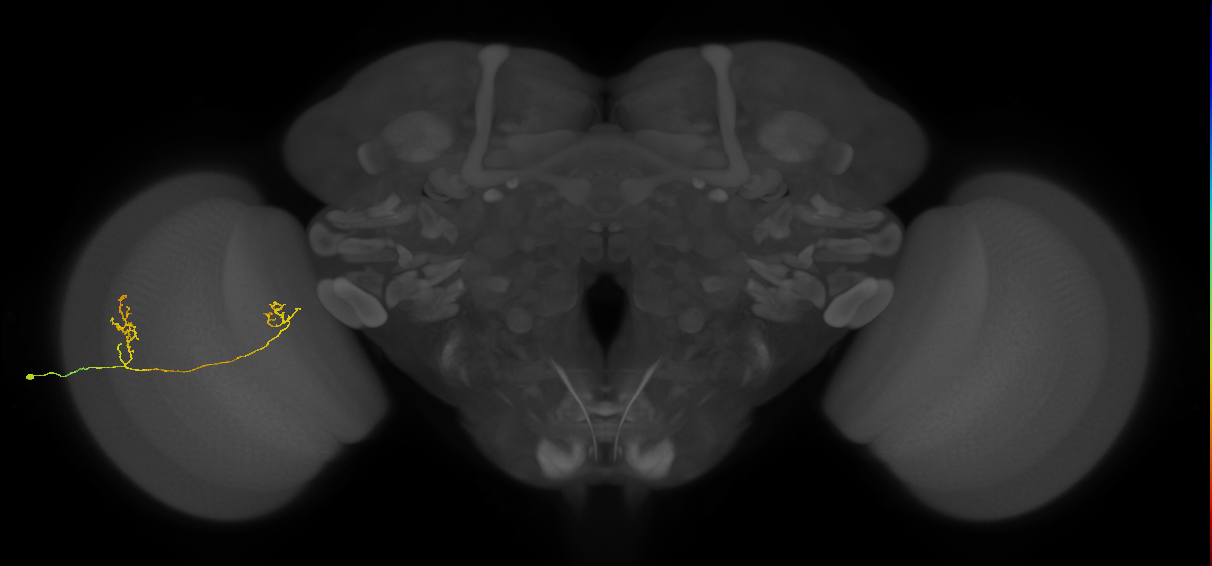 Tm33_L (MaleCNS:153513)