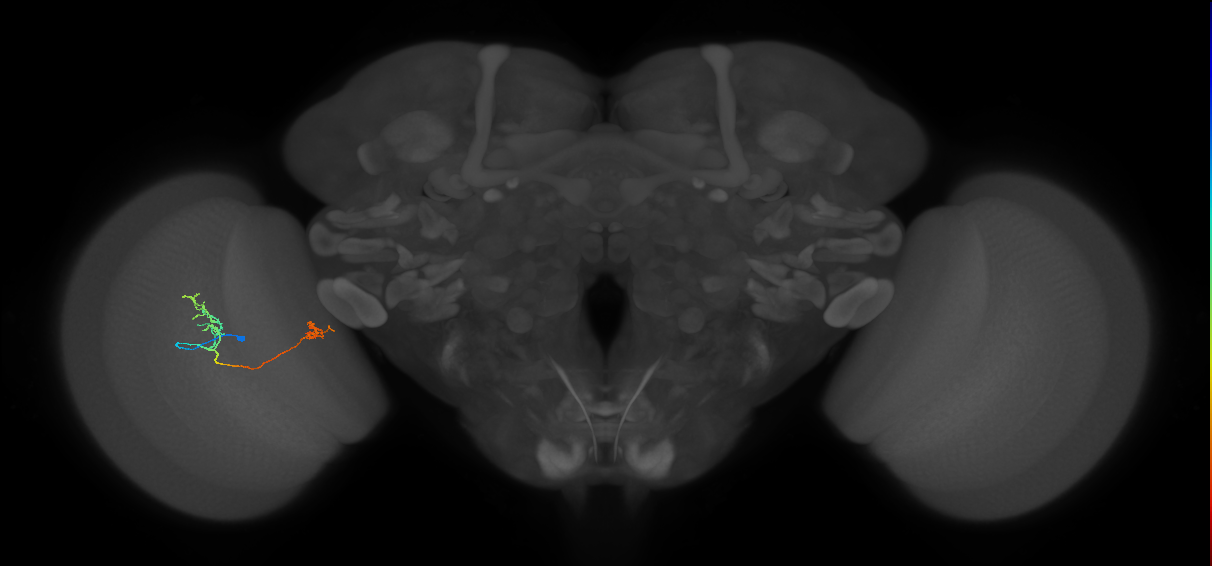 Tm33_L (MaleCNS:539621)