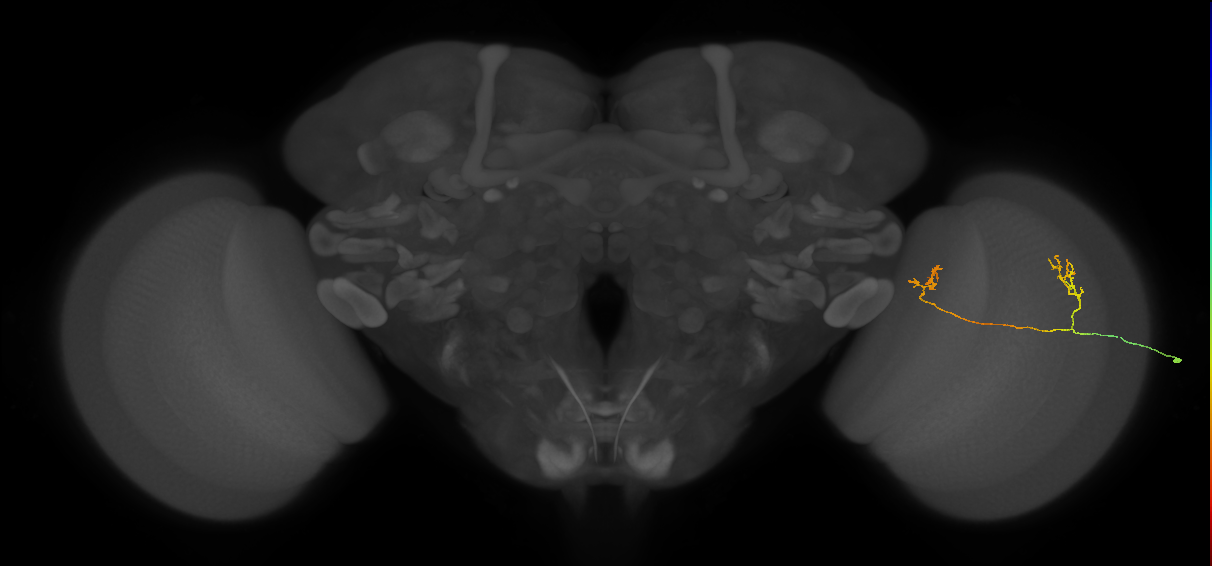 Tm33_R (MaleCNS:81336)