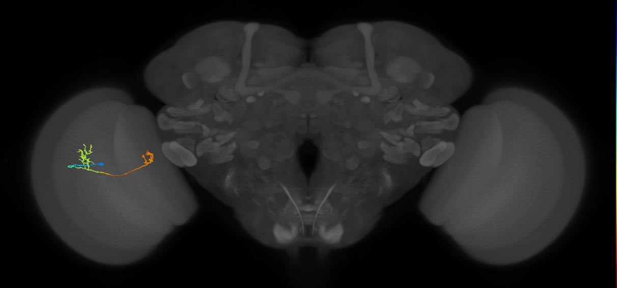 Tm33_L (MaleCNS:534304)