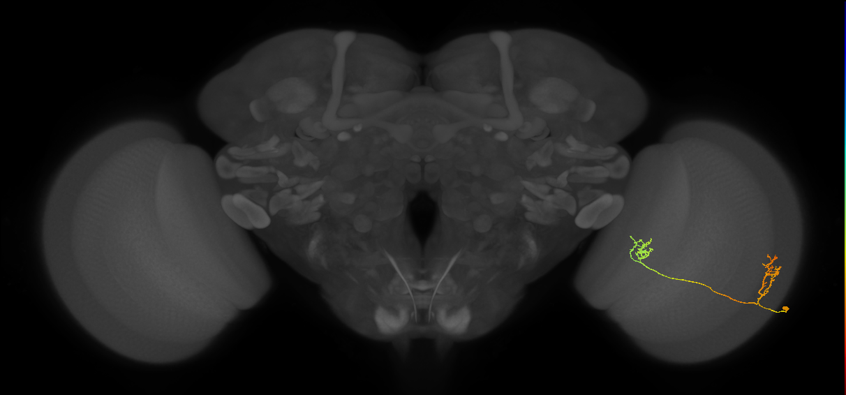 Tm33_R (MaleCNS:62061)