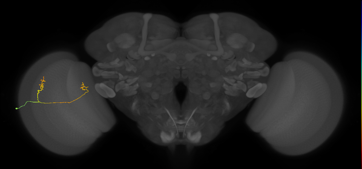Tm33_L (MaleCNS:144336)