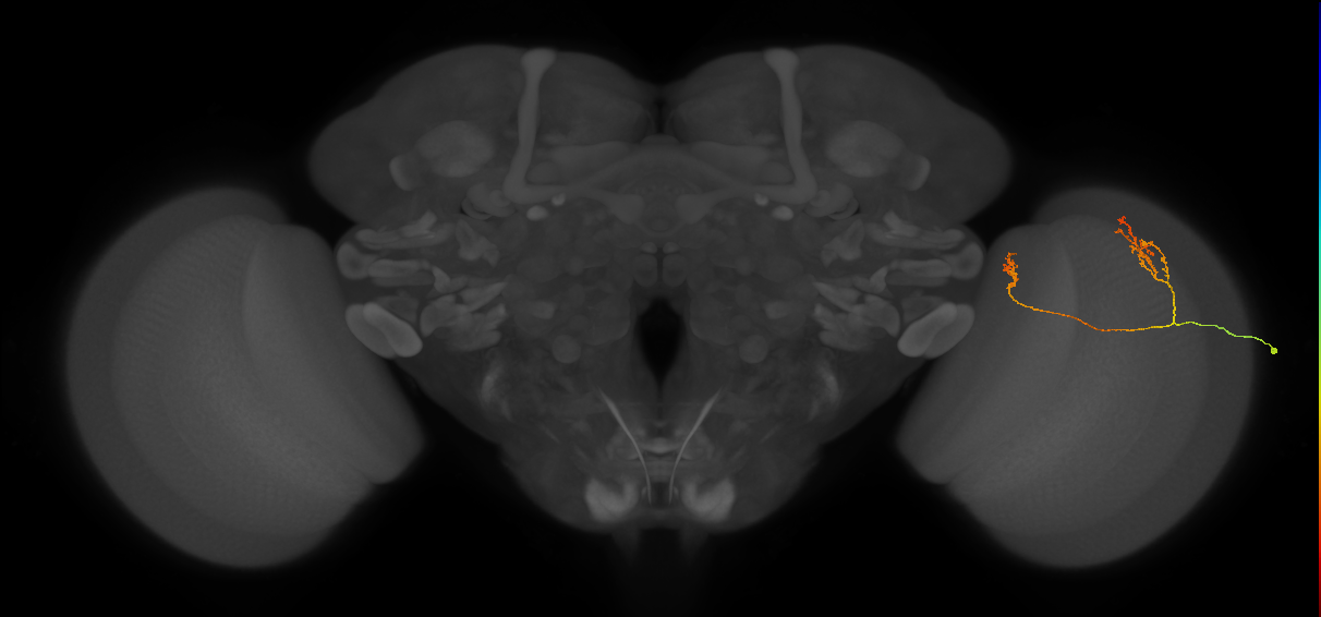 Tm33_R (MaleCNS:123502)
