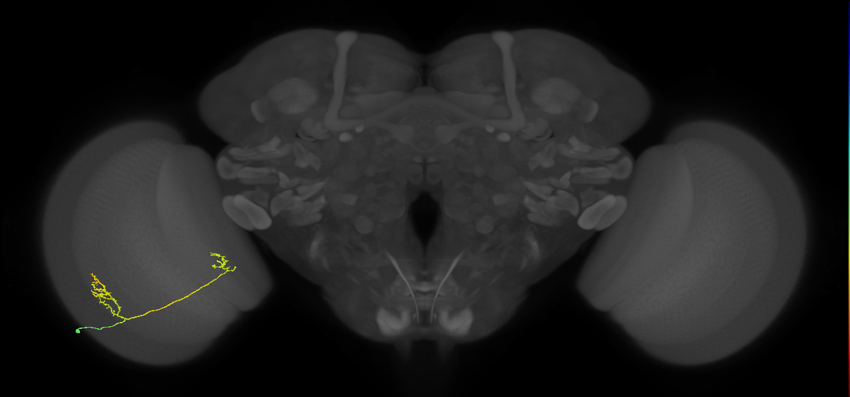 Tm33_L (MaleCNS:512873)