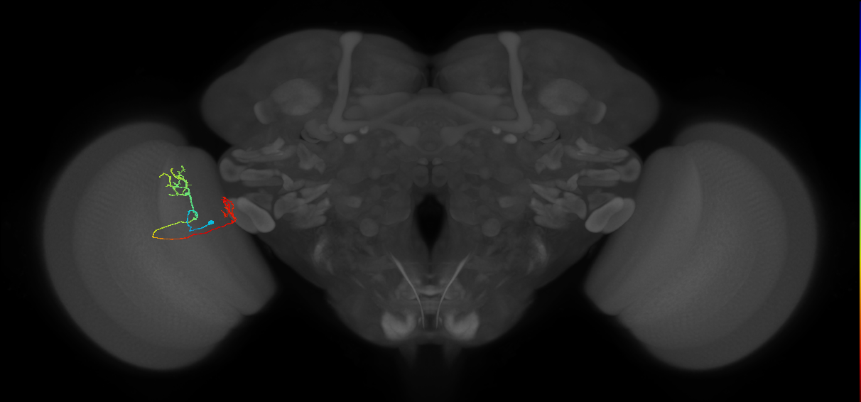 Tm33_L (MaleCNS:517930)