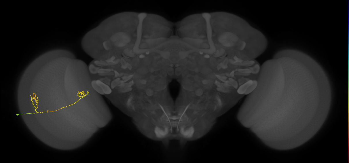 Tm33_L (MaleCNS:519976)