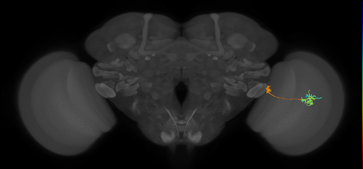 Tm34_R (MaleCNS:73258)
