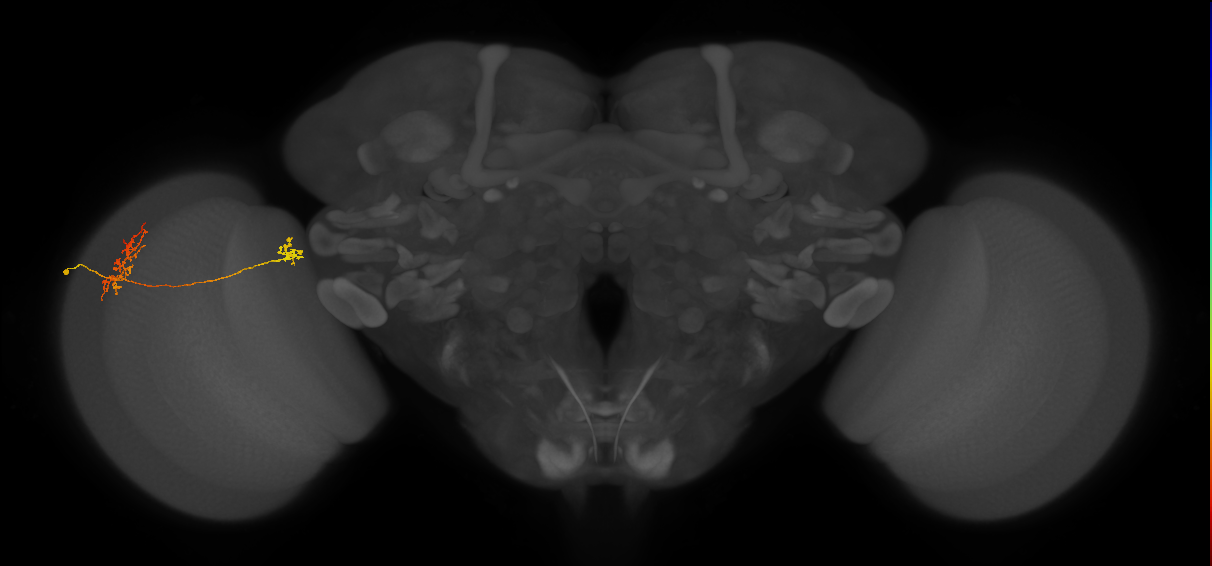 Tm34_L (MaleCNS:539864)