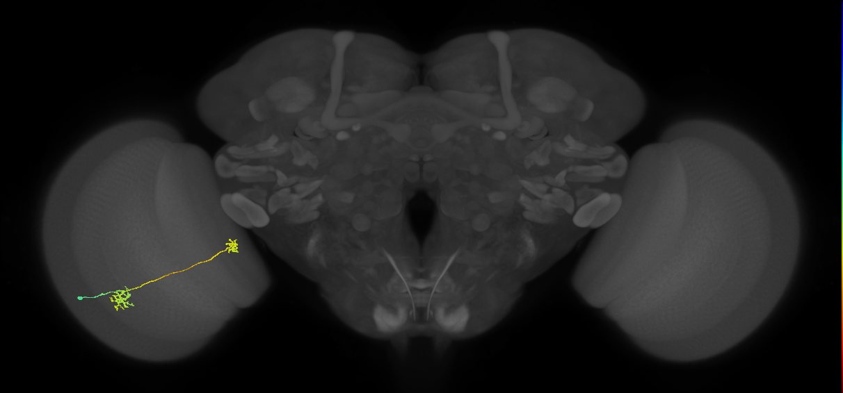 Tm34_L (MaleCNS:95248)
