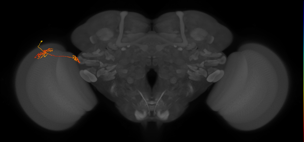 Tm34_L (MaleCNS:67478)