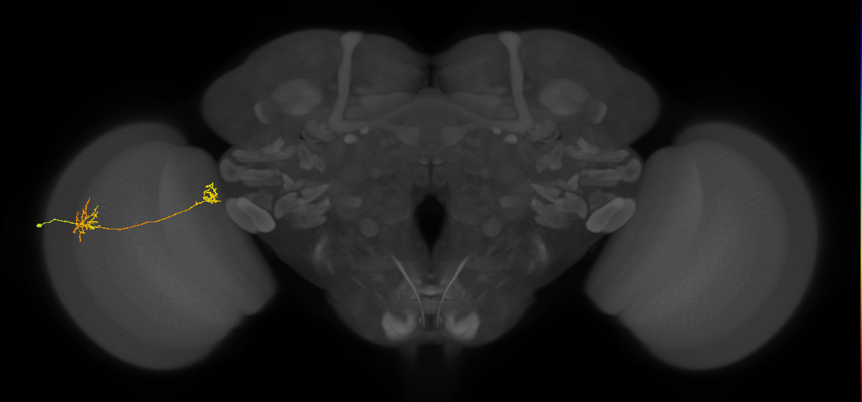 Tm34_L (MaleCNS:58385)