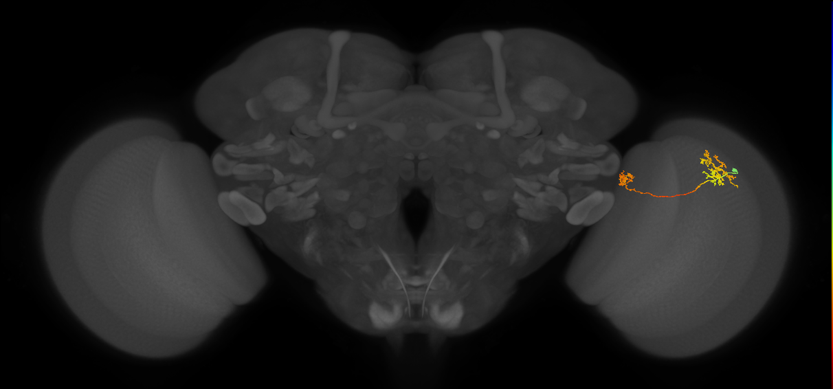 Tm34_R (MaleCNS:75247)