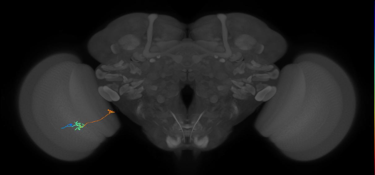 Tm34_L (MaleCNS:155608)
