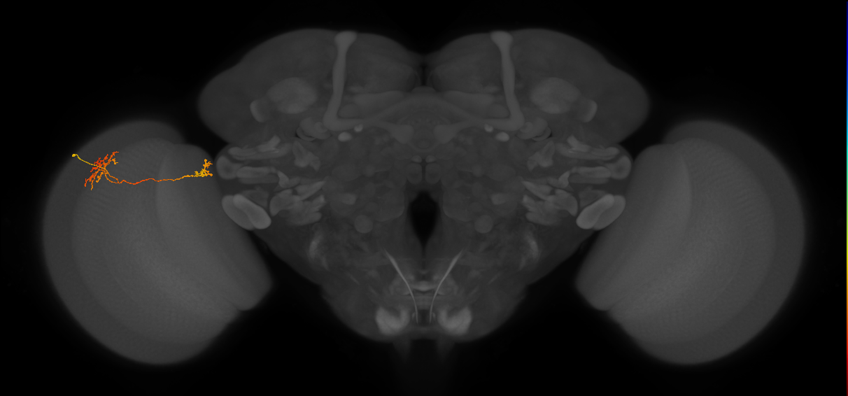 Tm34_L (MaleCNS:59854)