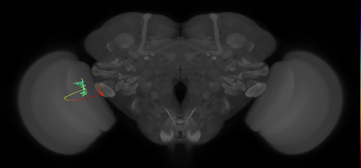 Tm34_L (MaleCNS:109252)