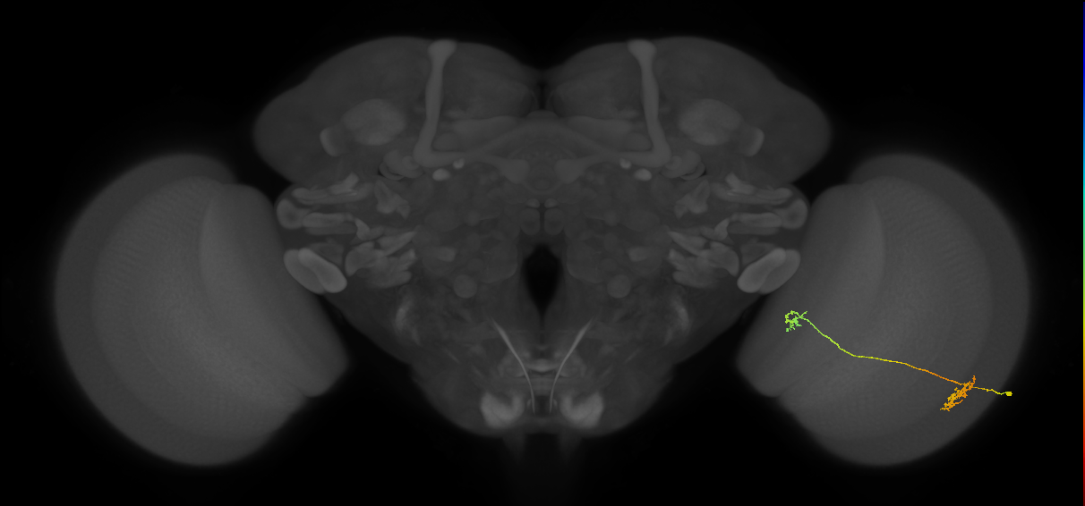 Tm34_R (MaleCNS:93465)