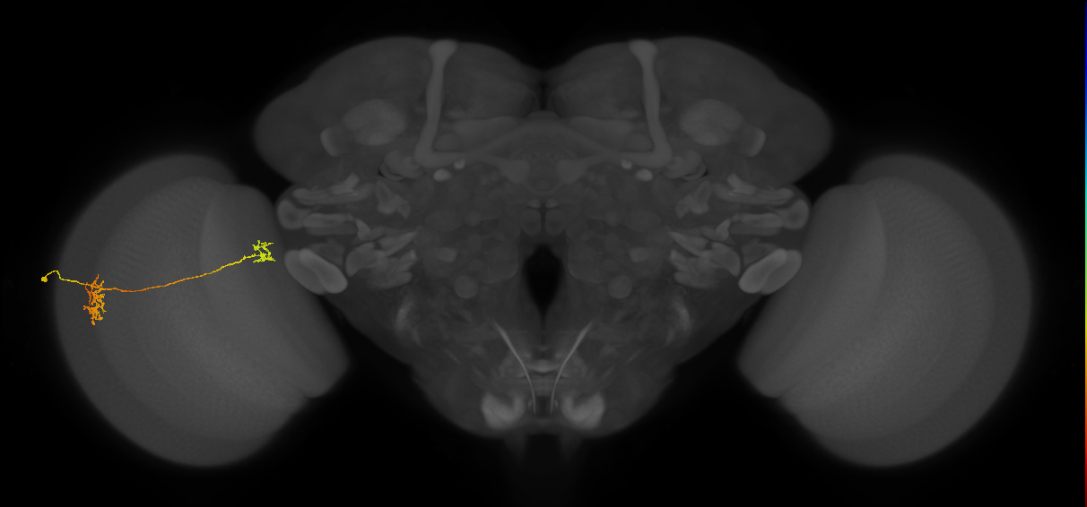 Tm34_L (MaleCNS:534924)