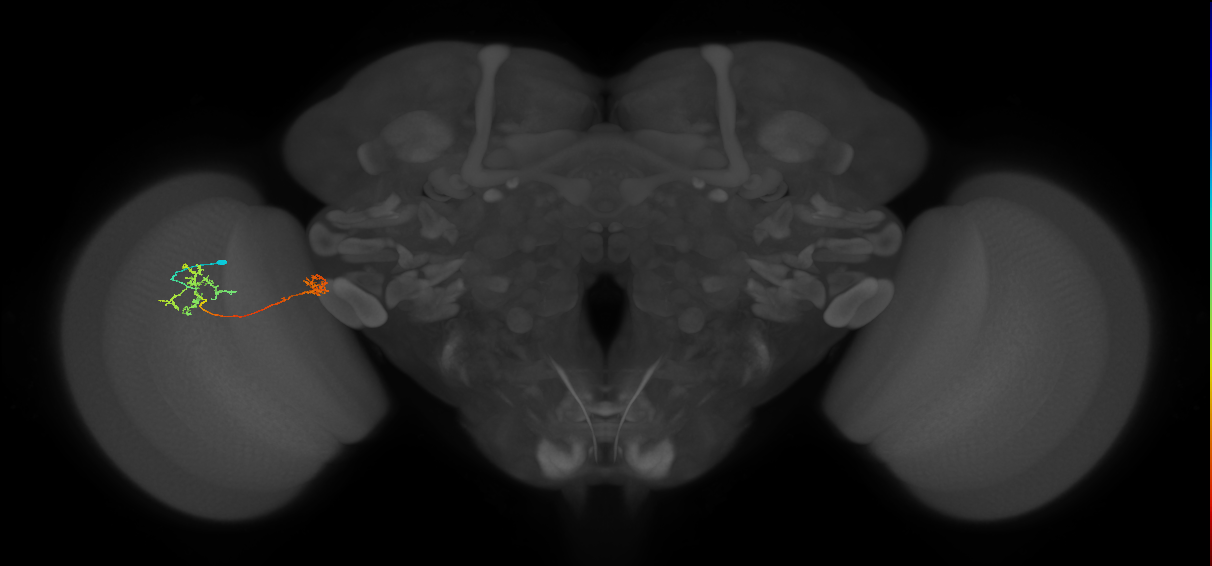 Tm34_L (MaleCNS:123094)