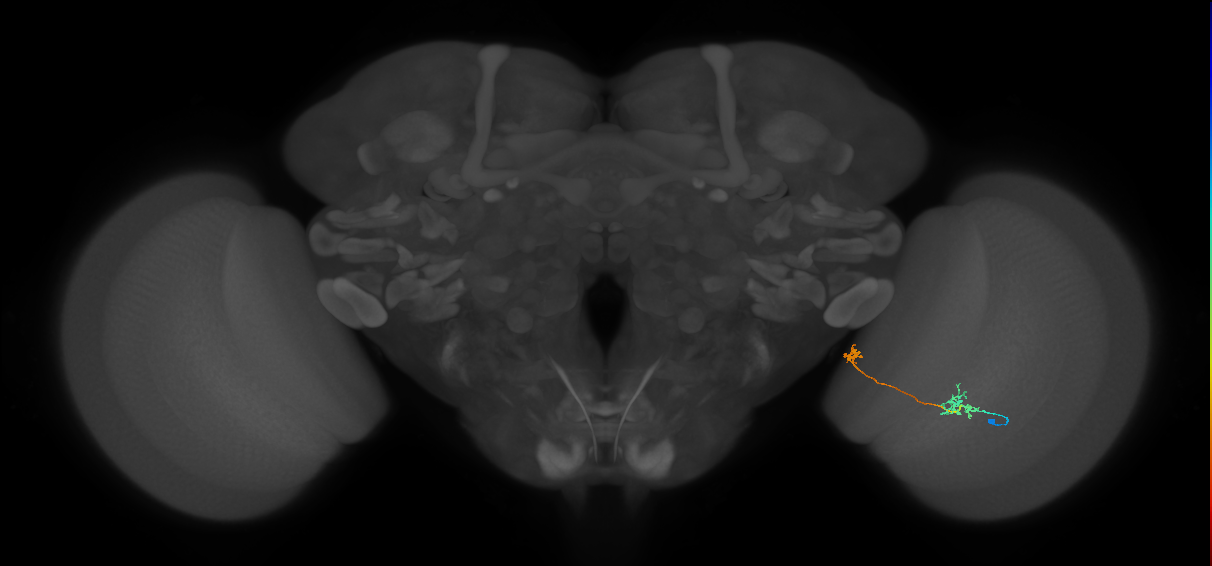Tm34_R (MaleCNS:103291)
