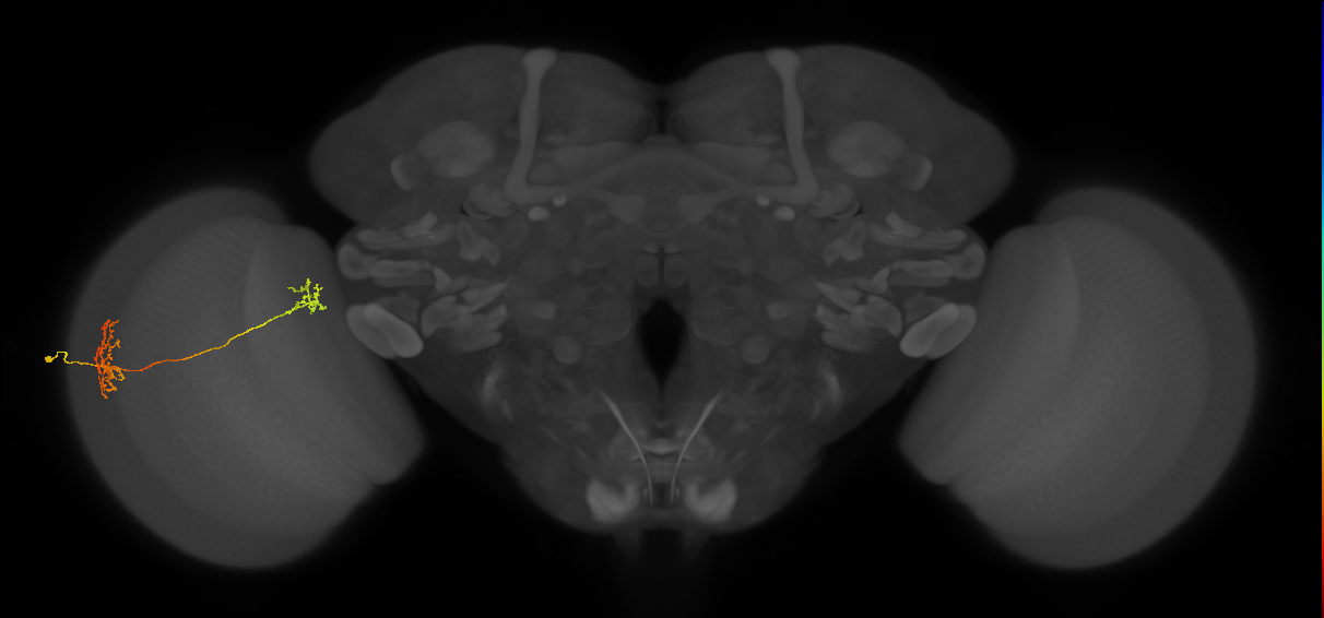 Tm34_L (MaleCNS:105491)